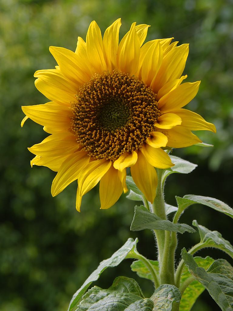A picture of a sunflower.