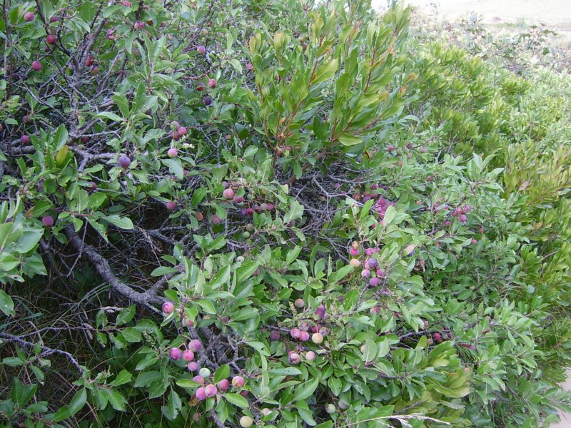 Some kind of berries.  I liked the colors.